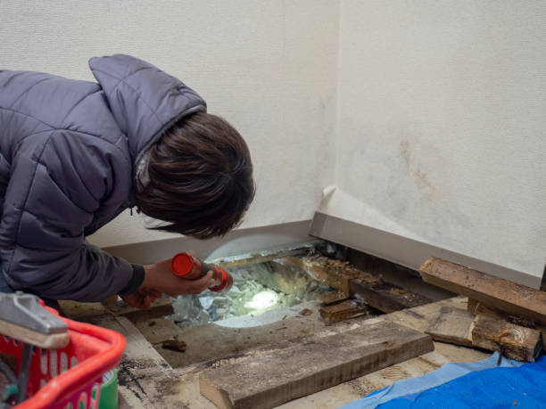 Professional Mold Removal in Salem, AR
