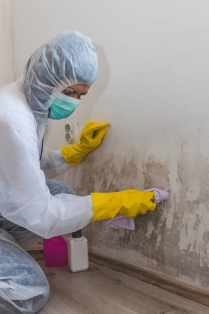 Best Forensic Mold Investigation  in Salem, AR
